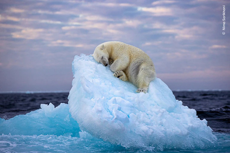 A polar bear sleeping onto of a glacier.