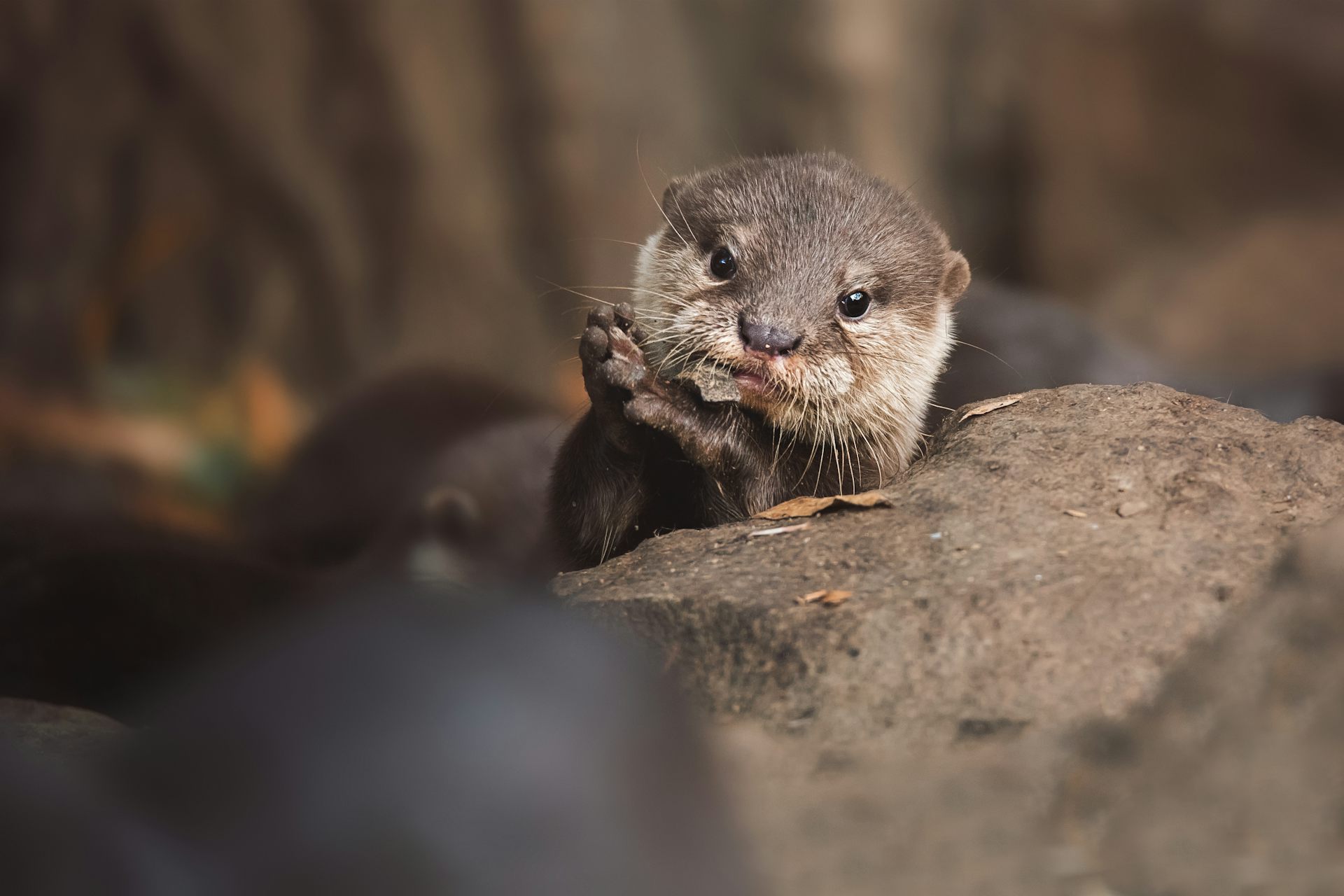 A cute otter positioned next to a large rock.