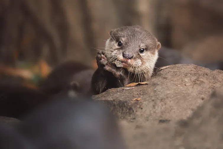 A cute otter positioned next to a large rock.