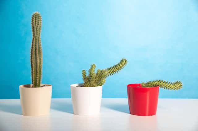 Cactus com posições representando várias fases de uma ereção peniana 