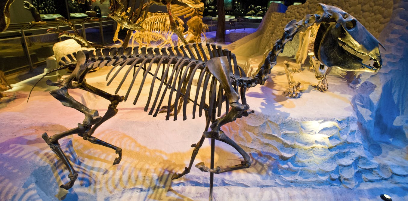 Horses lived in the Americas for millions of years – new research helps paleontologists understand the fossils we’ve found and those that are missing from the record