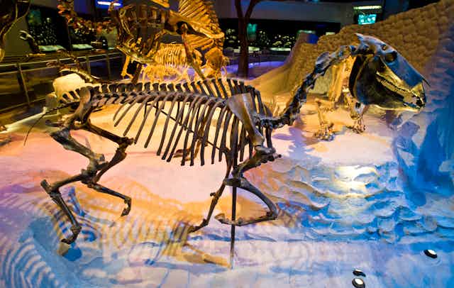 skeleton of a horse on display in a museum