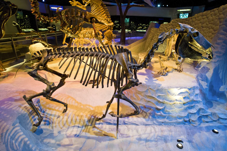 skeleton of a horse on display in a museum