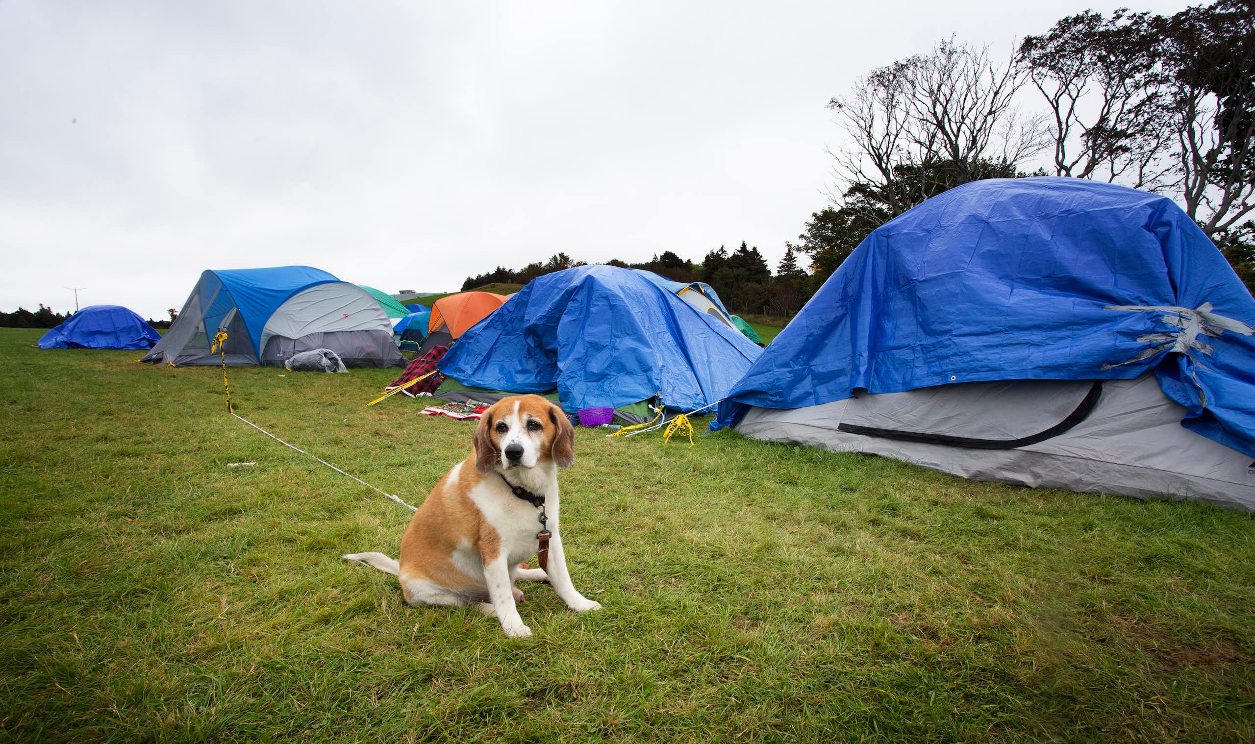 A dog sits in front of a row of tents on a grassy area.