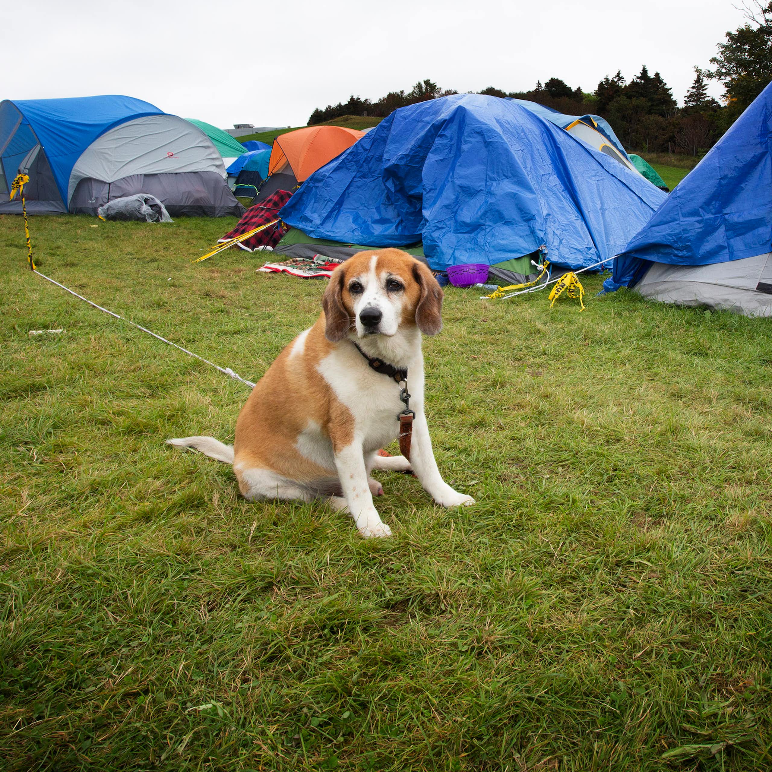 A dog sits in front of a row of tents on a grassy area.