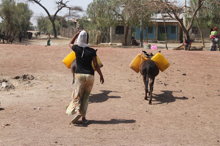 A woman in a rural village walks with her donkeys who are carrying water.