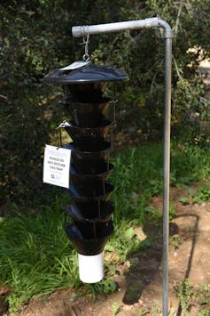 The Polyphagus shot hole borer trap is planted by the OC Parks Department and the University of California at Irvine Regional Park.  A large, multi-tiered black trap with a white collection vessel at the bottom hangs from a metal pole.