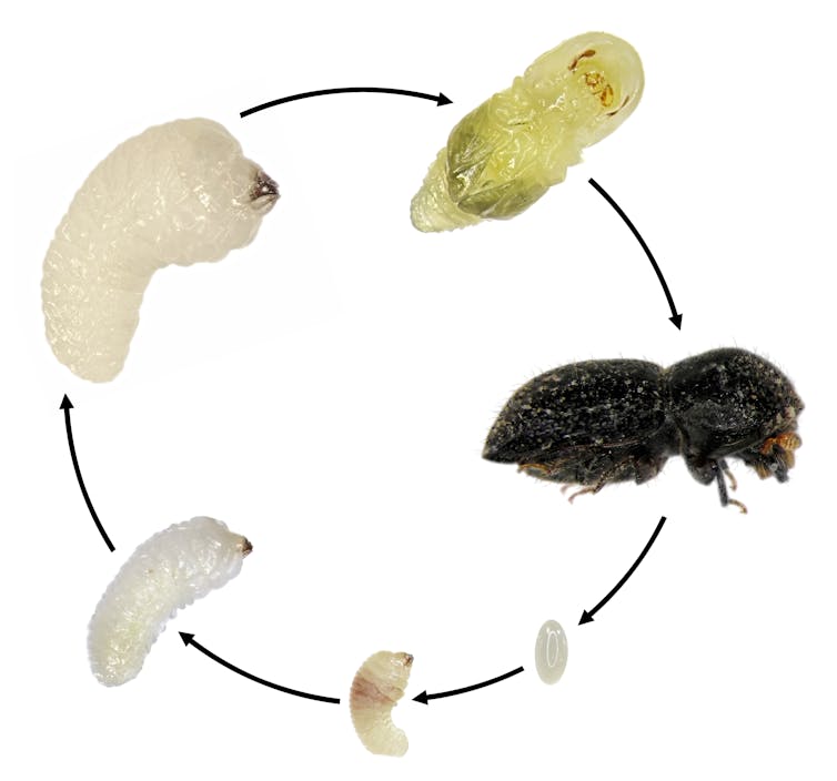 Six developmental stages of a shothole borer, arranged in a circle to show the life cycle on a white background.