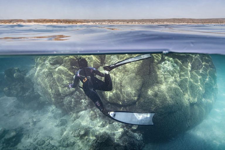 diver swimming near giant coral
