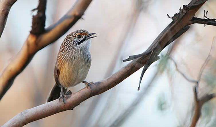 small bird on branch