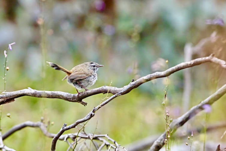 small bird on branch