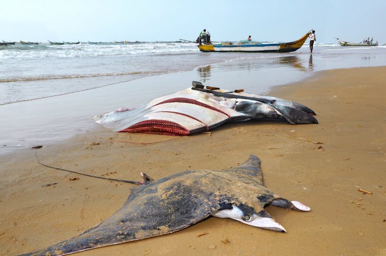 dead manta ray fishing