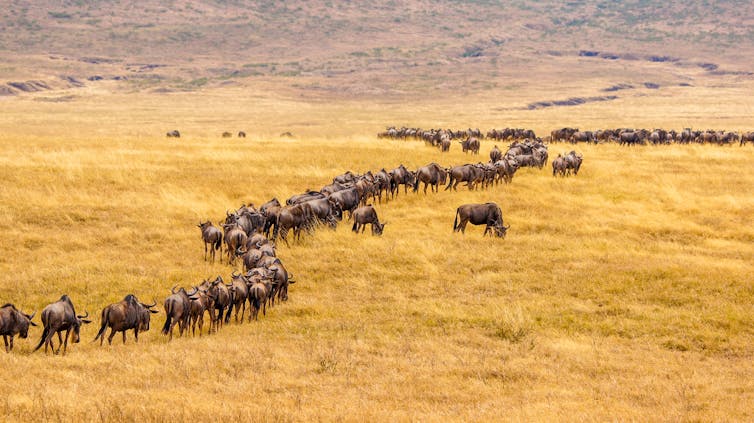 wildebeest
