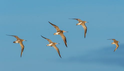 The world’s spectacular animal migrations are dwindling. Fishing, fences and development are fast-tracking extinctions