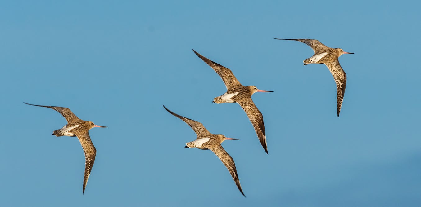 The world’s spectacular animal migrations are dwindling. Fishing, fences and development are fast-tracking extinctions The world’s spectacular animal migrations are dwindling. Fishing, fences and development are fast-tracking extinctions