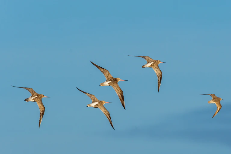 bar tailed godwit in flight
