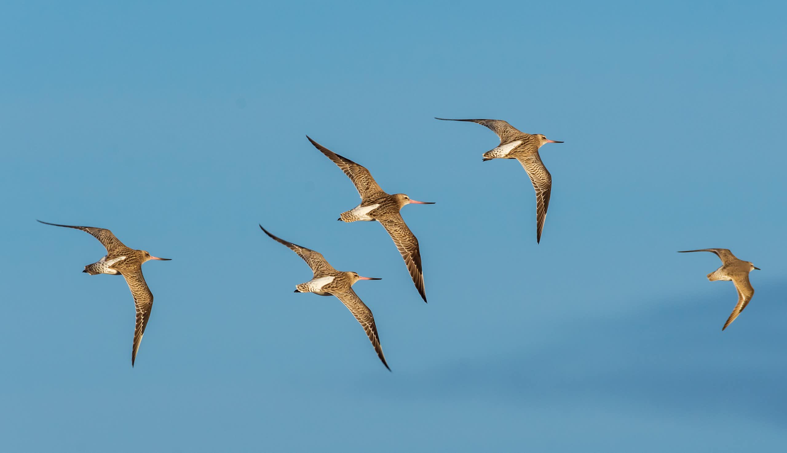 bar tailed godwit in flight