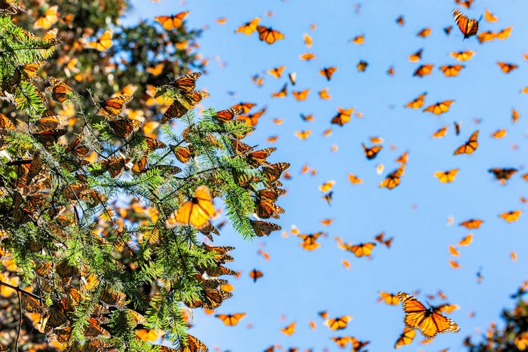 monarch butterfly