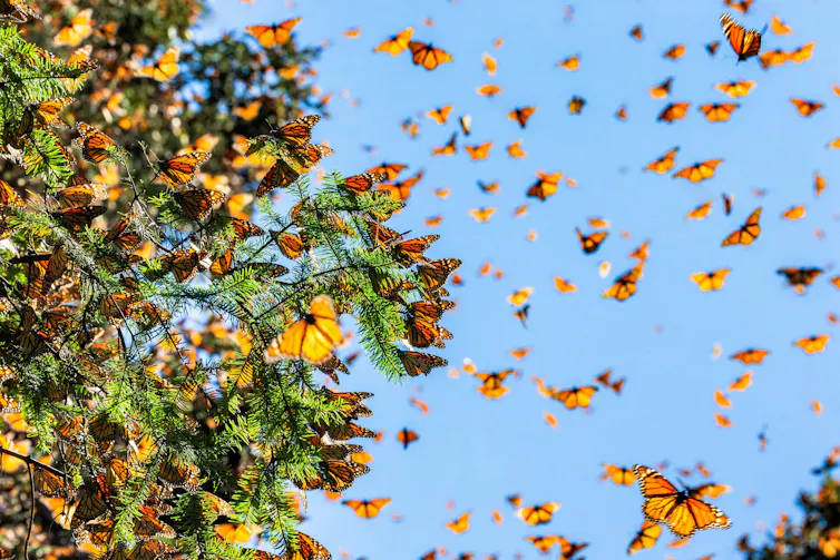 monarch butterfly