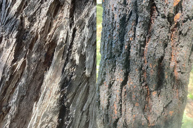 messmate and ironbark bark