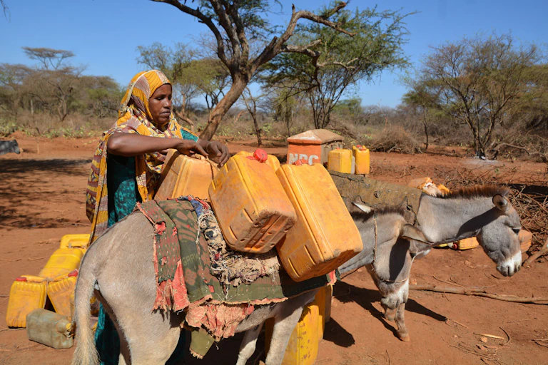 A woman fastening containers of water onto a donkey's back.