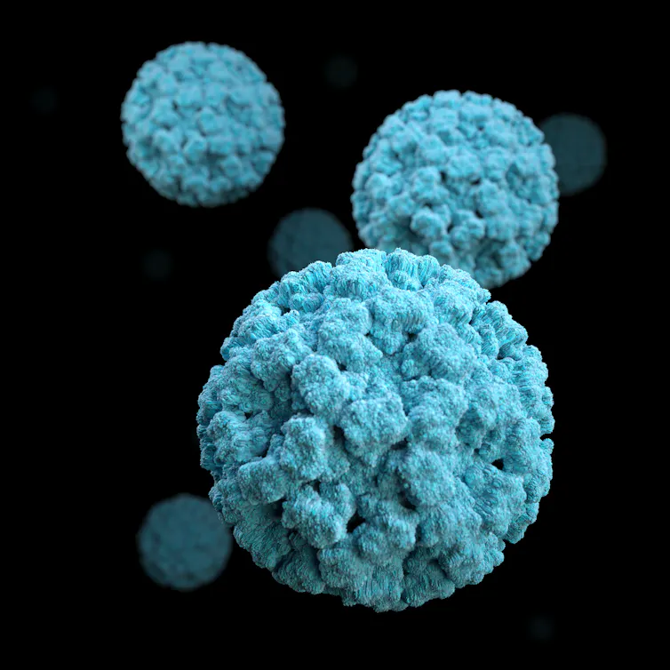Basée sur des images de microscopie électronique (ME), l’illustration est une représentation graphique tridimensionnelle (3D) d’un certain nombre de virions de norovirus de couleur bleue, sur un fond noir