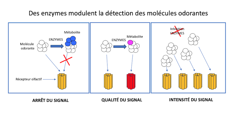Schéma de la modulation de la détection des odeurs via les enzymes
