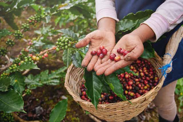 Hands of coffee grower holding red coffee berries and basket of picked berries, green coffee plants  in background