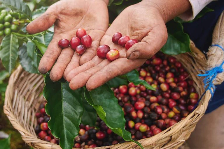 Hands of coffee grower holding red coffee berries and basket of picked berries, green coffee plants in background