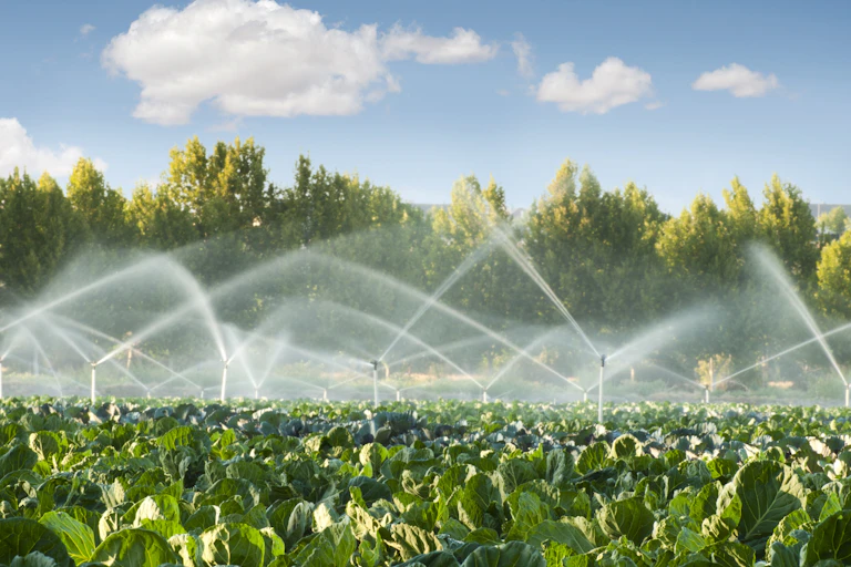 Un campo de cultivo recibe agua de los aspersores.