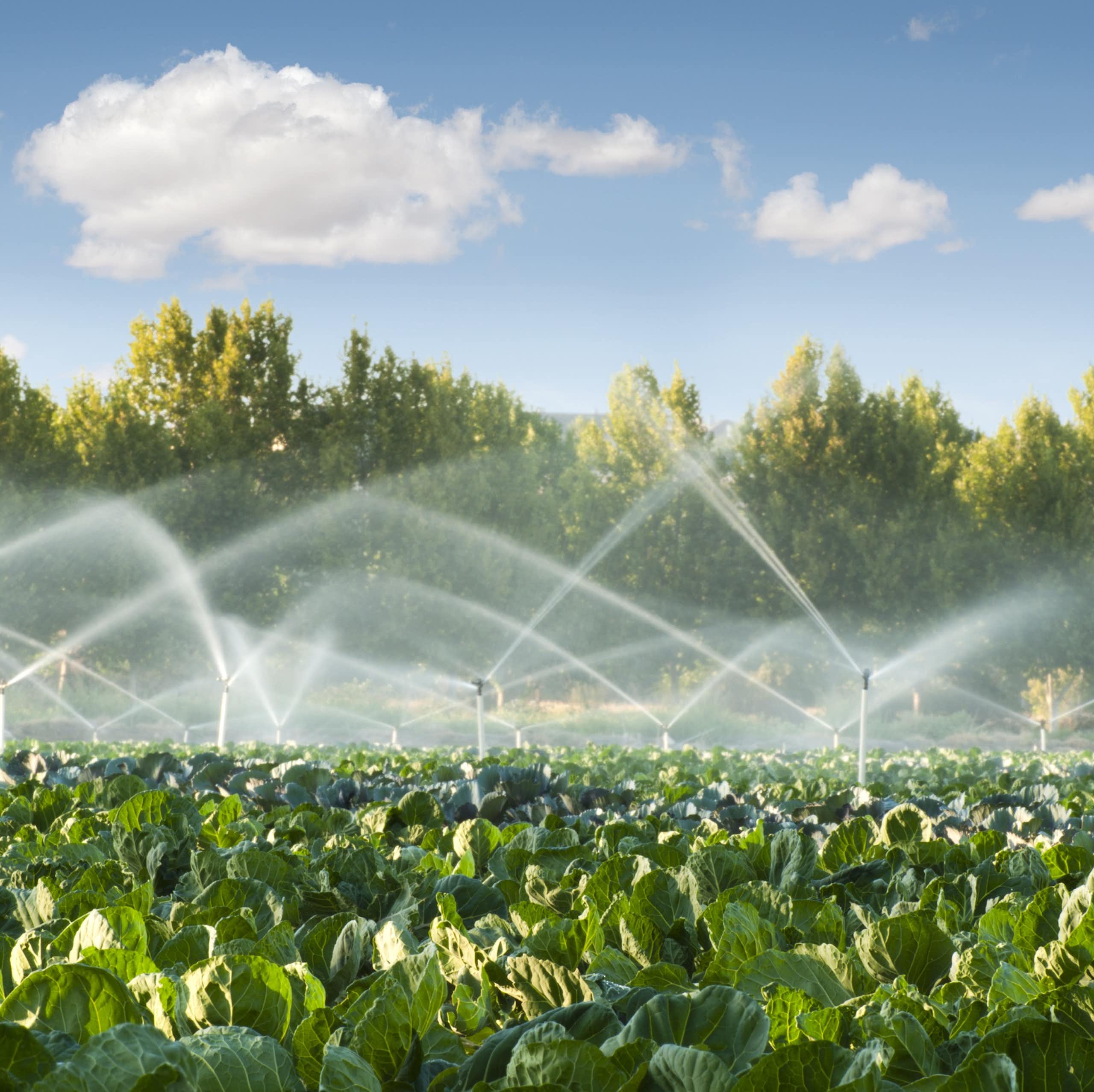 Un campo de cultivo recibe agua de los aspersores.