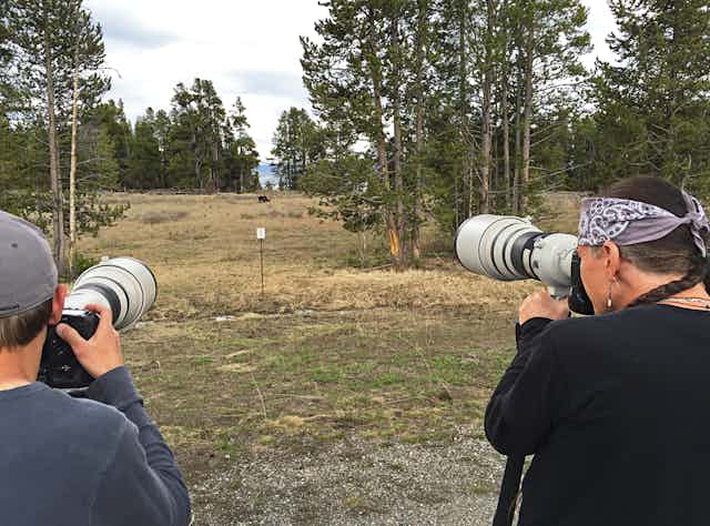 Two photographers with long camera lenses photograph a grizzly bear at a distance of several hundred feet in Yellowstone National Park.