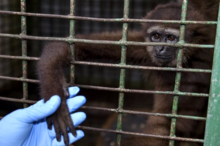 A brown primate reaches from a cage to grasp a gloved human hand.