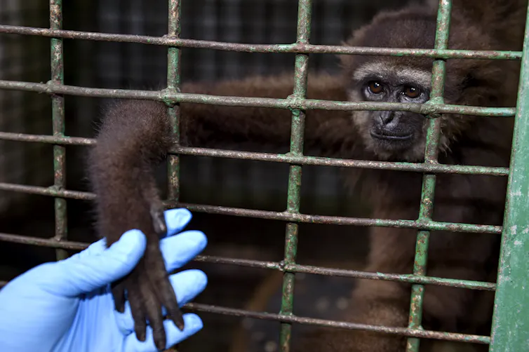A brown primate reaches from a cage to grasp a gloved human hand.