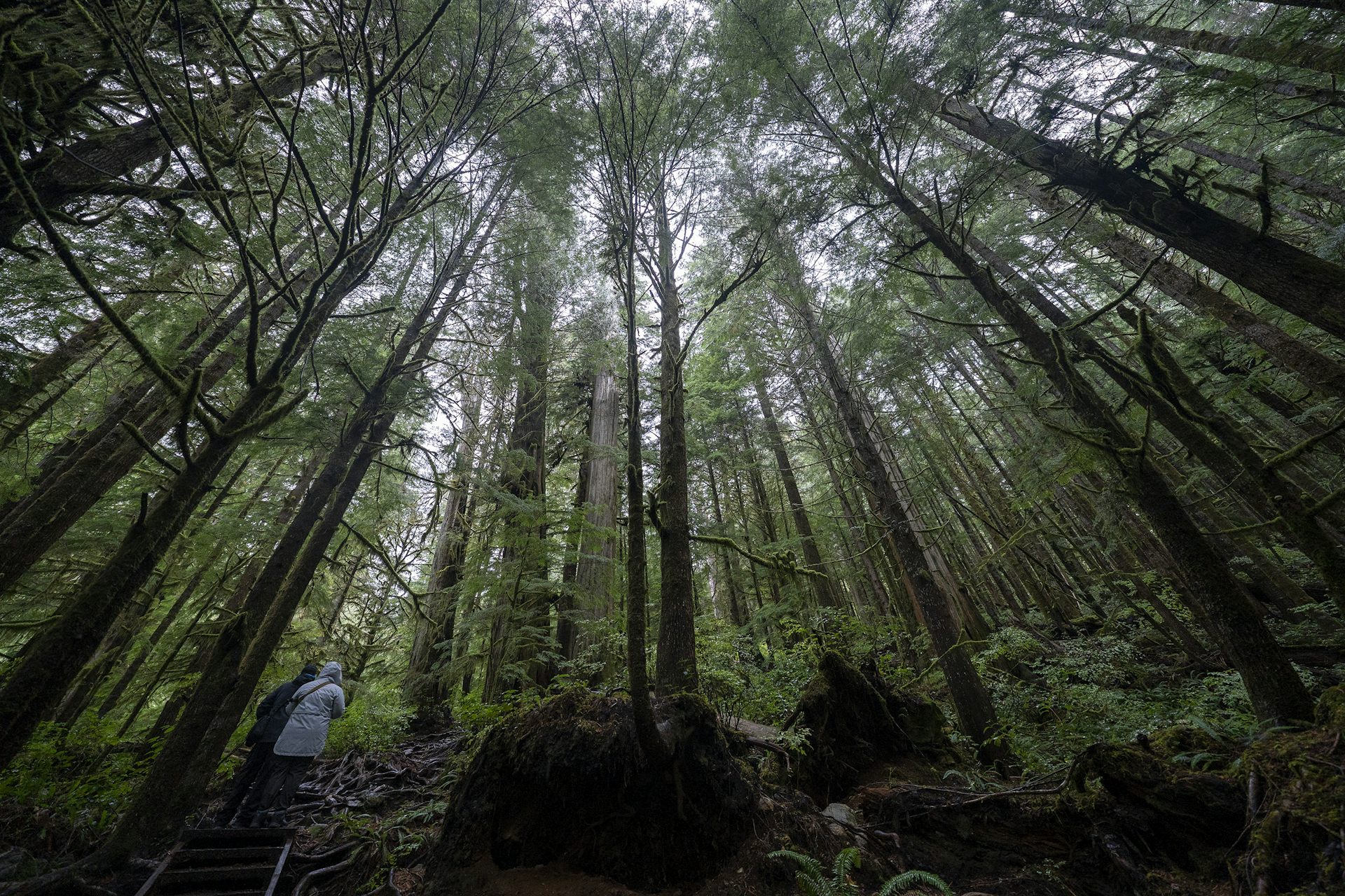 Tall trees seen in a dense forest.