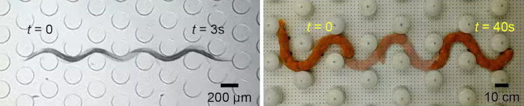 On the left, a photo showing a worm weaving between pegs. On the right, a photo showing a worm-like robot weaving between pegs.