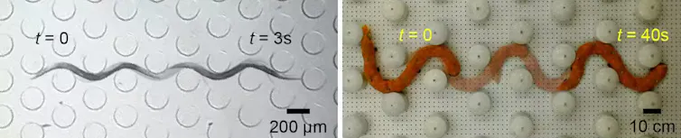 On the left, a photo showing a worm weaving between pegs. On the right, a photo showing a worm-like robot weaving between pegs.
