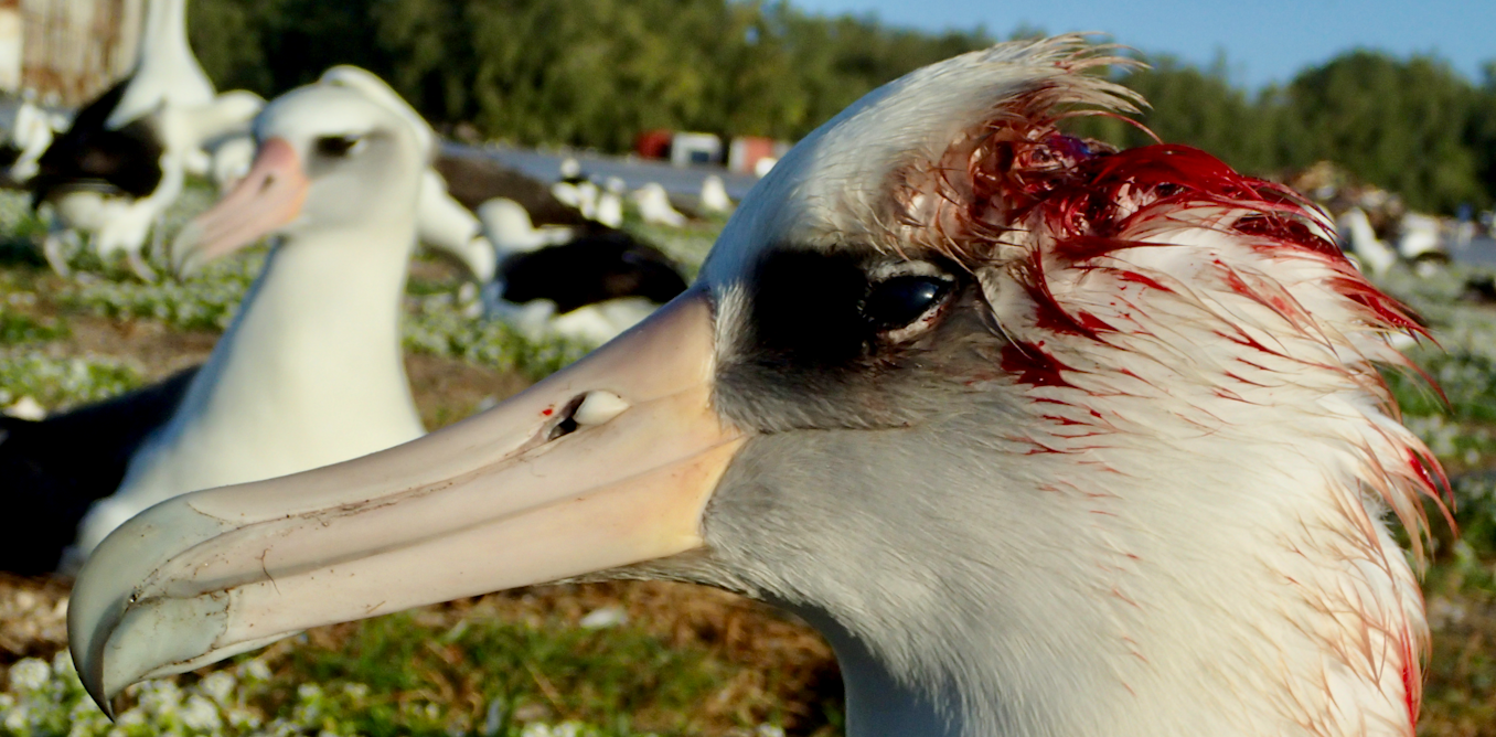 Murderous mice attack and kill nesting albatrosses on Midway Atoll − scientists struggle to stop this gruesome new behavior