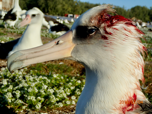 Murderous mice attack and kill nesting albatrosses on Midway Atoll − scientists struggle to stop this gruesome new behavior
