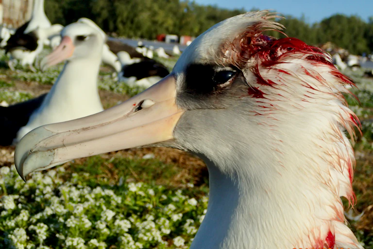Sitting bird with bloodied head and neck feathers