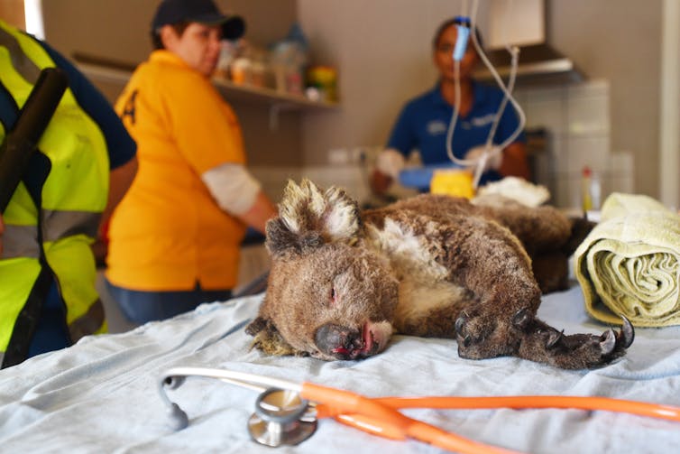 injured koala with workers in background