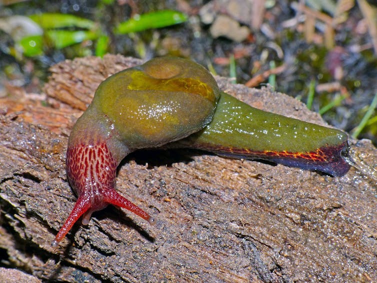 red and green snail