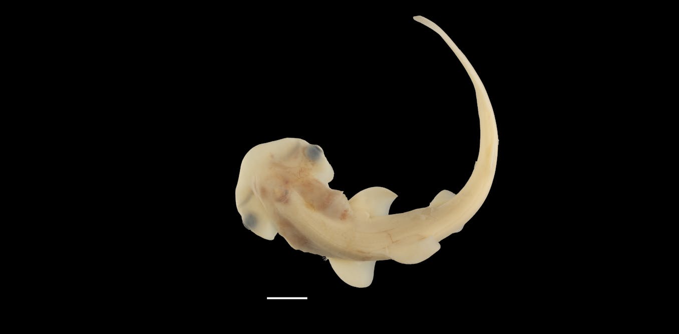Rare access to hammerhead shark embryos reveals secrets of its unique head development