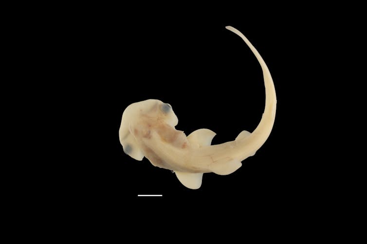 Embryonic Bonnethead Shark