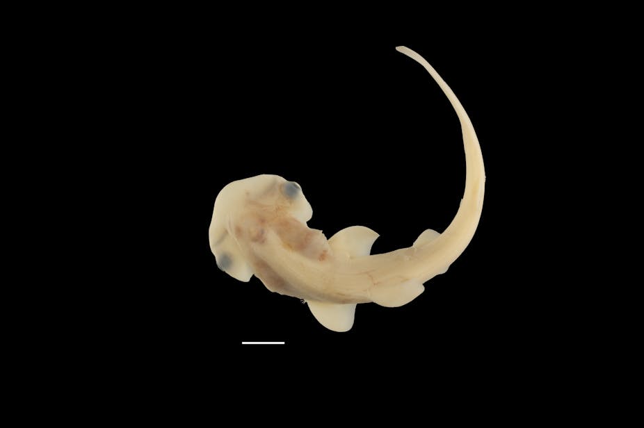 dorsal view of translucent shark embryo against a black background