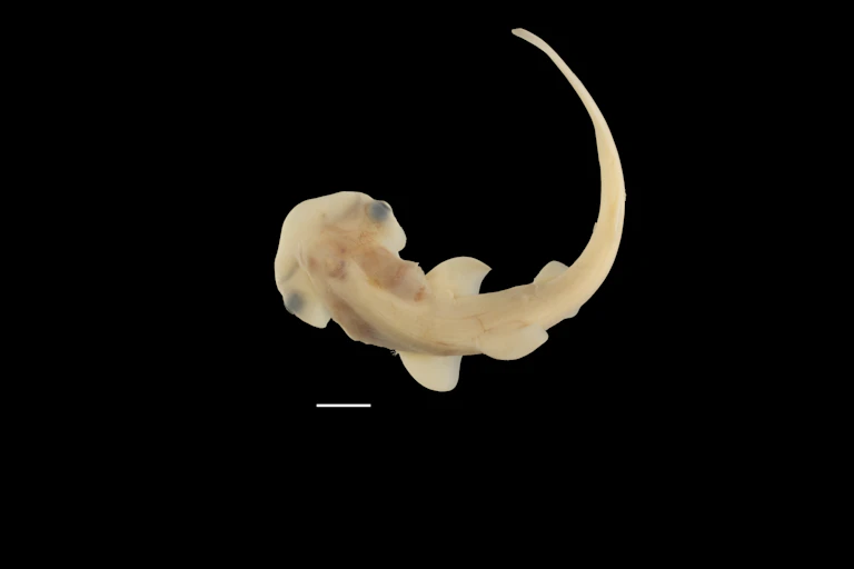 dorsal view of translucent shark embryo against a black background