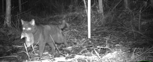 Baiting foxes can make feral cats even more ‘brazen’, study of 1.5 million forest photos shows