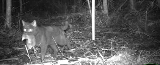 A camera trap captures an image of a feral cat preying on native wildlife (antechinus).