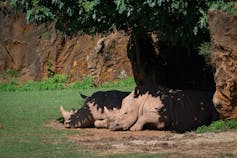 Two rhinos lying in the shade of a tree