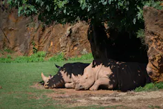 Two rhinos lying in the shade of a tree